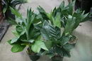Chamaedorea Metallica